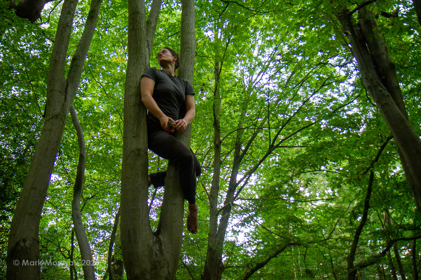 Woman in tree, gripping the trunk with her legs, with forest in background.